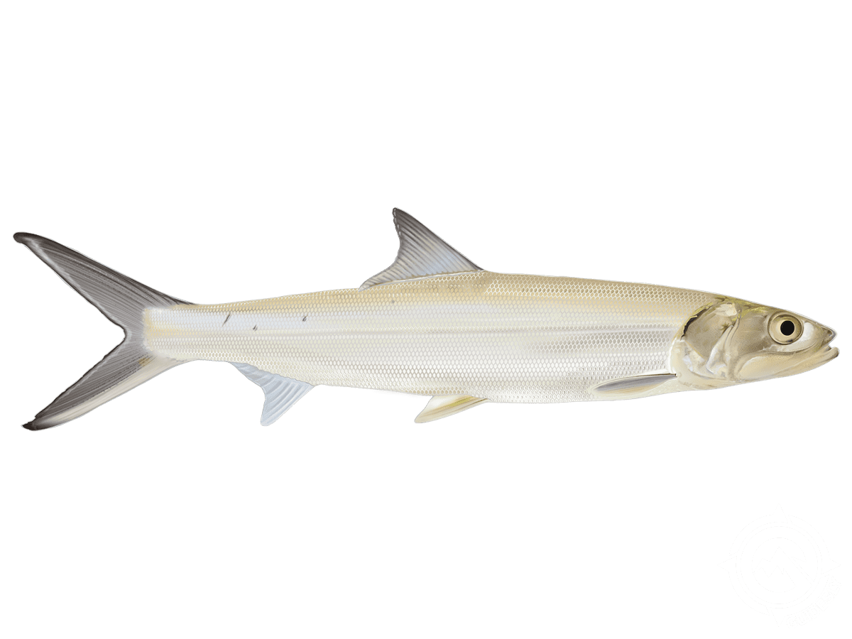 Ladyfish